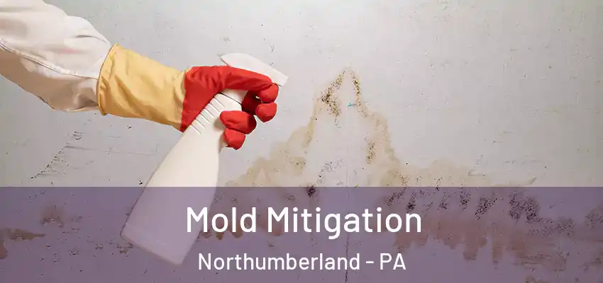  Mold Mitigation Northumberland - PA