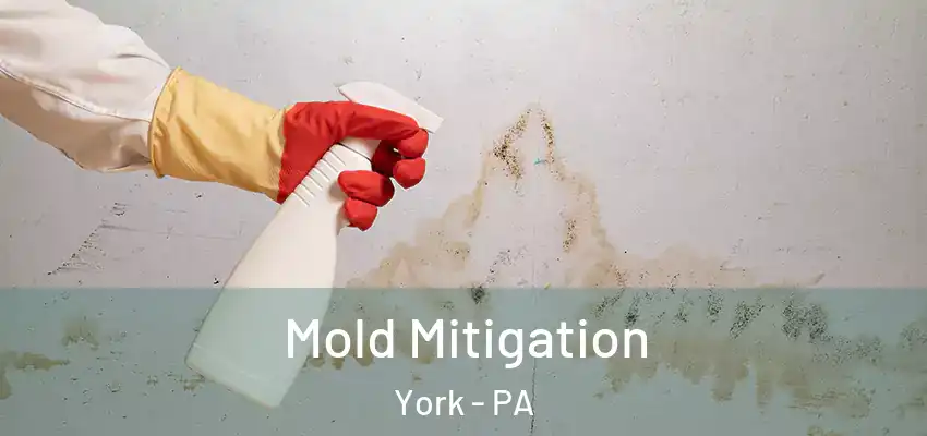 Mold Mitigation York - PA