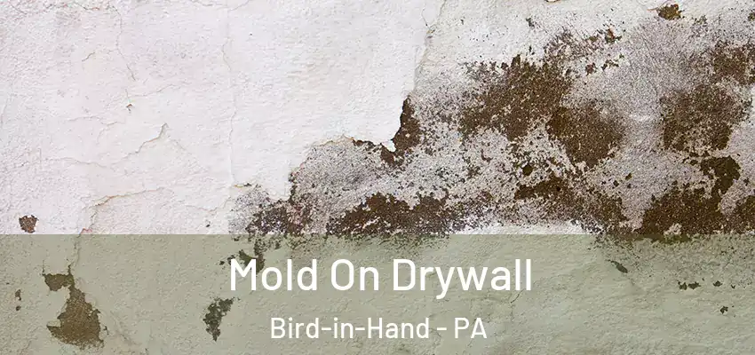  Mold On Drywall Bird-in-Hand - PA