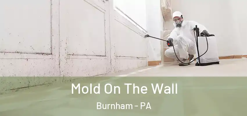 Mold On The Wall Burnham - PA