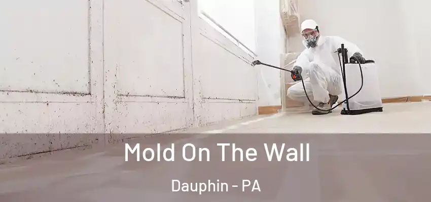 Mold On The Wall Dauphin - PA