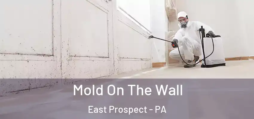Mold On The Wall East Prospect - PA