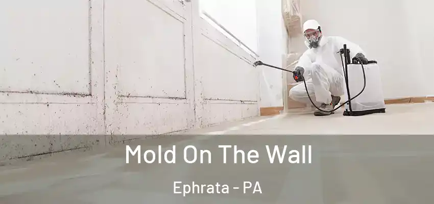 Mold On The Wall Ephrata - PA