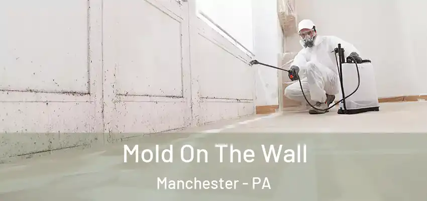 Mold On The Wall Manchester - PA