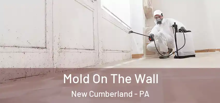  Mold On The Wall New Cumberland - PA