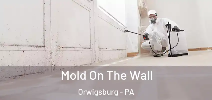 Mold On The Wall Orwigsburg - PA