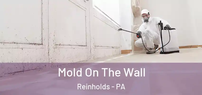 Mold On The Wall Reinholds - PA