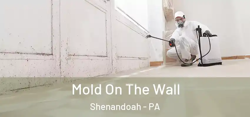  Mold On The Wall Shenandoah - PA