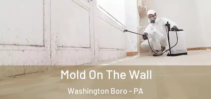 Mold On The Wall Washington Boro - PA