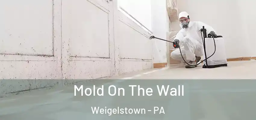 Mold On The Wall Weigelstown - PA