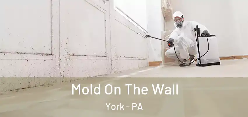  Mold On The Wall York - PA
