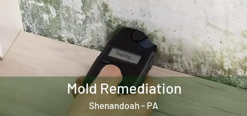  Mold Remediation Shenandoah - PA