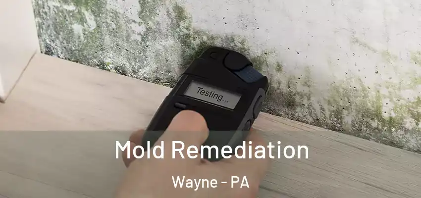  Mold Remediation Wayne - PA