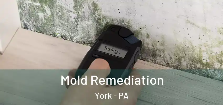 Mold Remediation York - PA