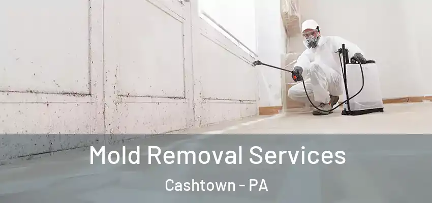  Mold Removal Services Cashtown - PA