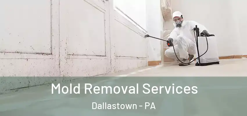 Mold Removal Services Dallastown - PA