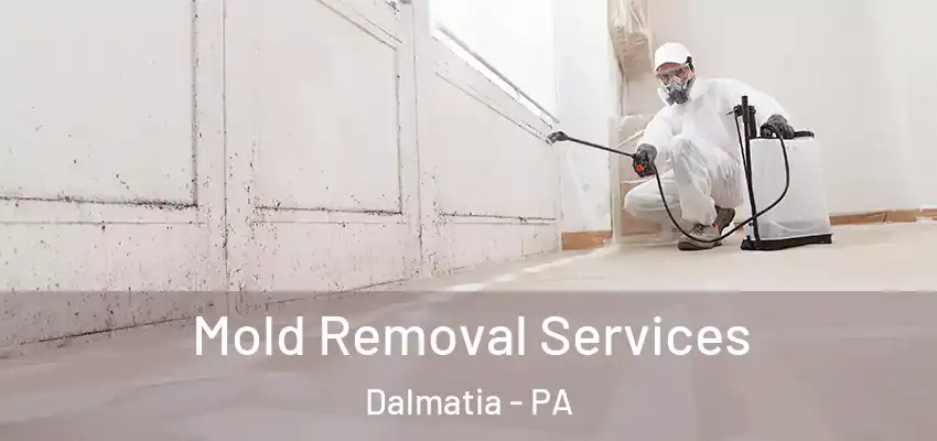  Mold Removal Services Dalmatia - PA