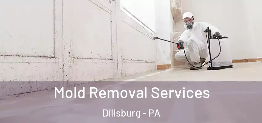 Mold Removal Services Dillsburg - PA