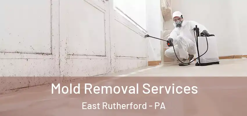  Mold Removal Services East Rutherford - PA