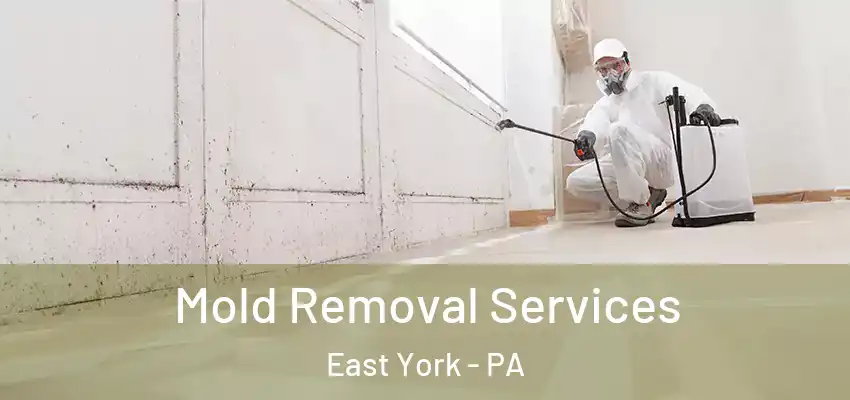 Mold Removal Services East York - PA