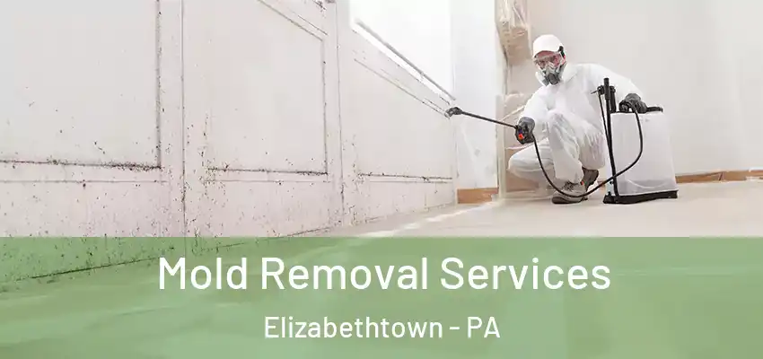  Mold Removal Services Elizabethtown - PA