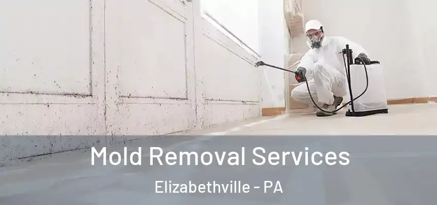 Mold Removal Services Elizabethville - PA
