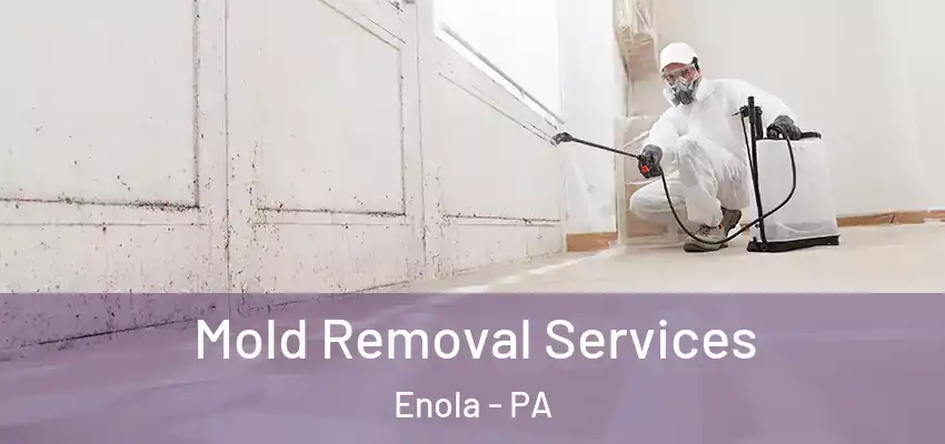 Mold Removal Services Enola - PA