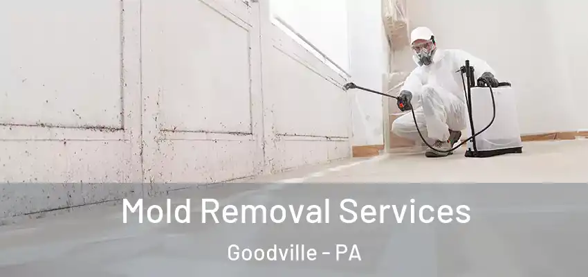  Mold Removal Services Goodville - PA
