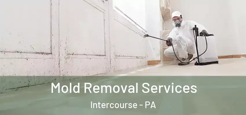 Mold Removal Services Intercourse - PA
