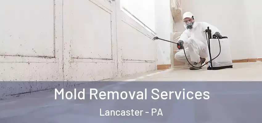  Mold Removal Services Lancaster - PA