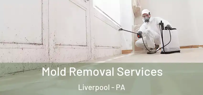 Mold Removal Services Liverpool - PA