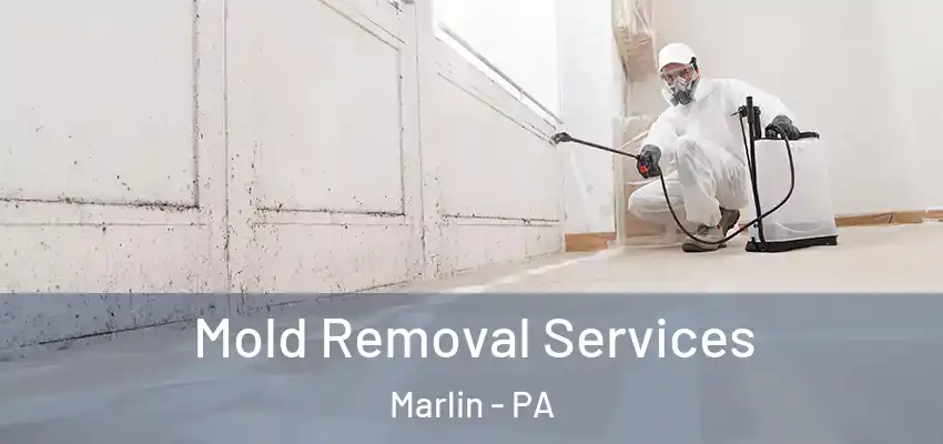 Mold Removal Services Marlin - PA
