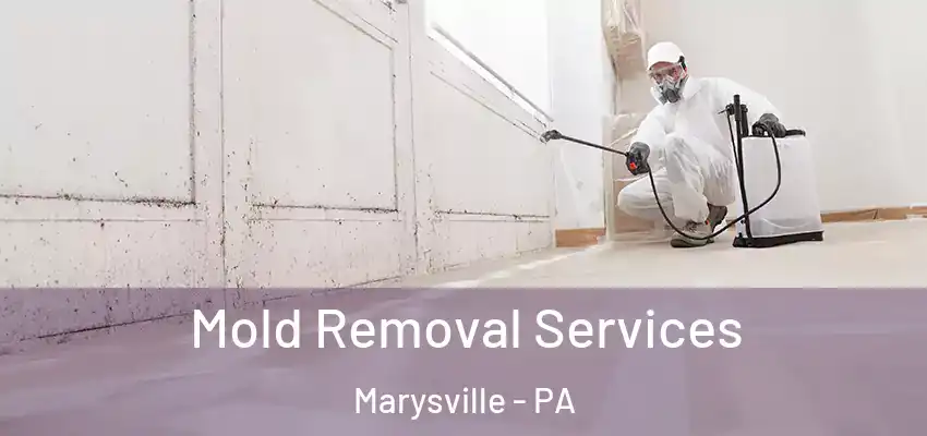 Mold Removal Services Marysville - PA
