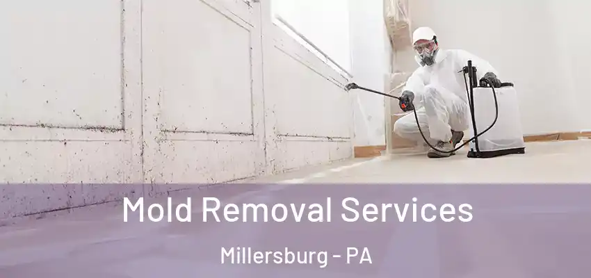 Mold Removal Services Millersburg - PA