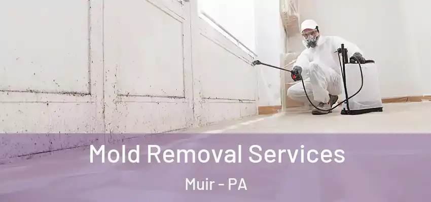 Mold Removal Services Muir - PA