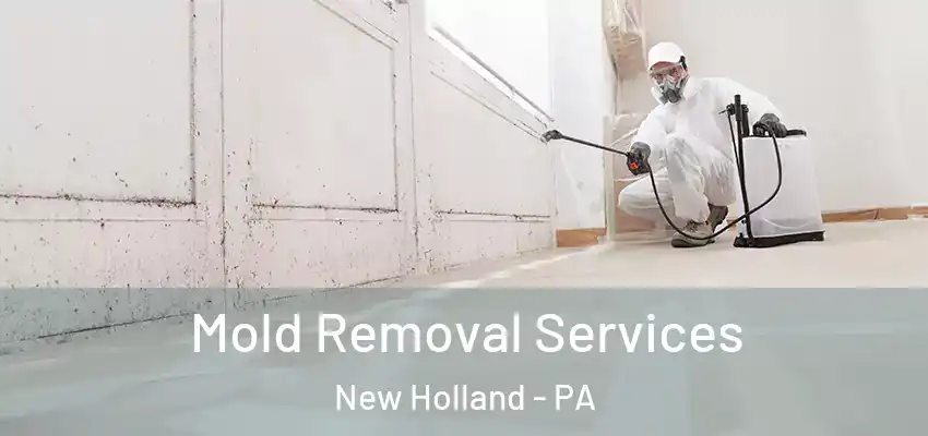 Mold Removal Services New Holland - PA