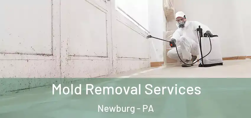Mold Removal Services Newburg - PA