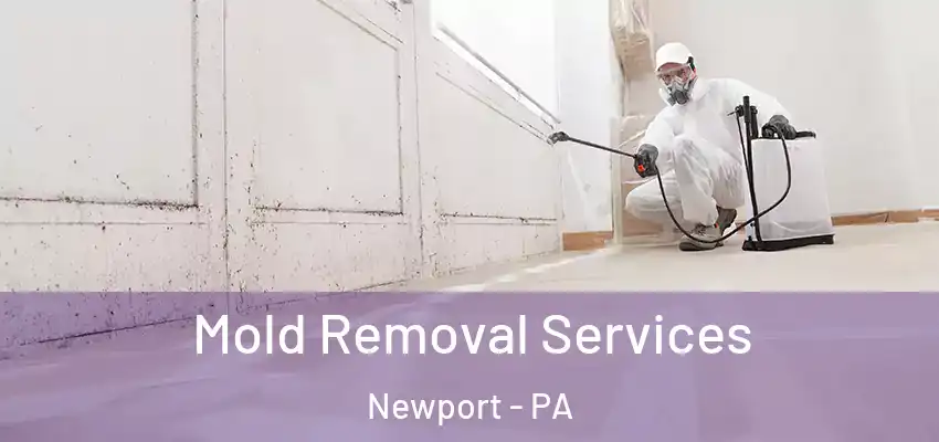 Mold Removal Services Newport - PA