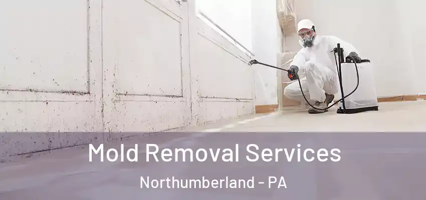  Mold Removal Services Northumberland - PA