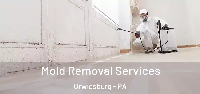 Mold Removal Services Orwigsburg - PA