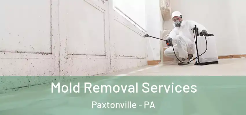 Mold Removal Services Paxtonville - PA