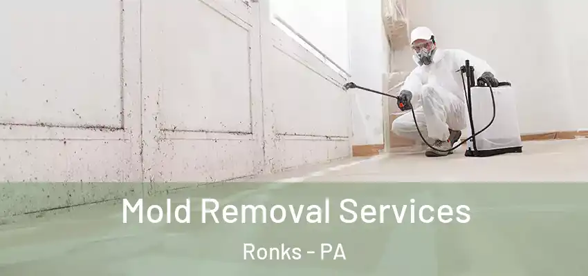  Mold Removal Services Ronks - PA