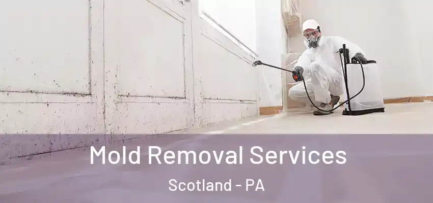  Mold Removal Services Scotland - PA