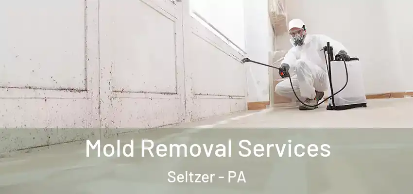 Mold Removal Services Seltzer - PA