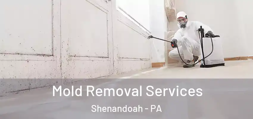Mold Removal Services Shenandoah - PA