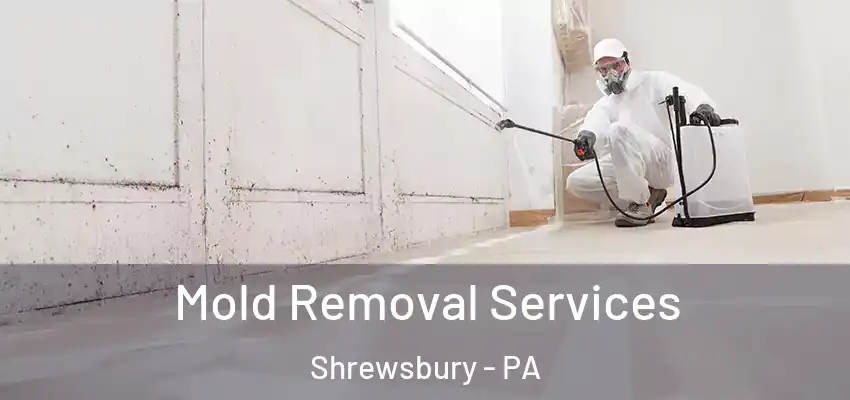 Mold Removal Services Shrewsbury - PA