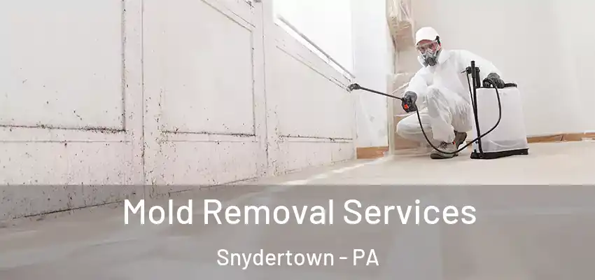Mold Removal Services Snydertown - PA