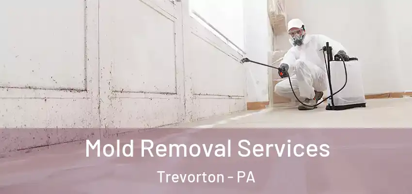 Mold Removal Services Trevorton - PA