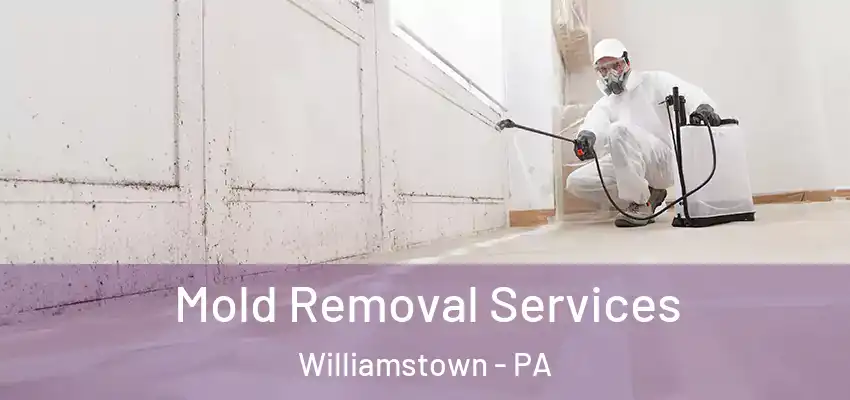 Mold Removal Services Williamstown - PA