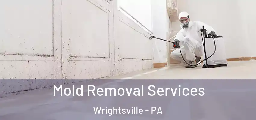  Mold Removal Services Wrightsville - PA